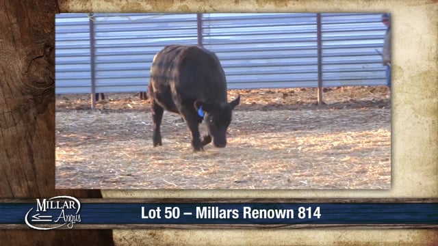 Lot #50 - MILLARS RENOWN 814