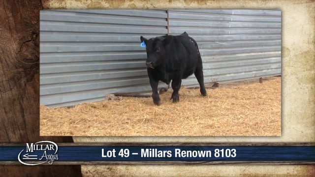 Lot #49 - MILLARS RENOWN 8103
