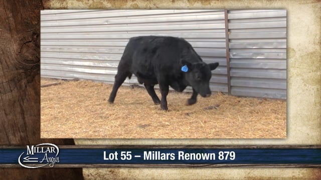 Lot #55 - MILLARS RENOWN 879
