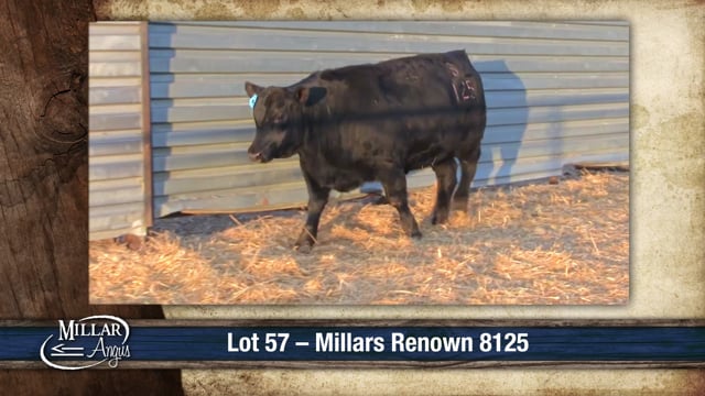 Lot #57 - MILLARS RENOWN 8125