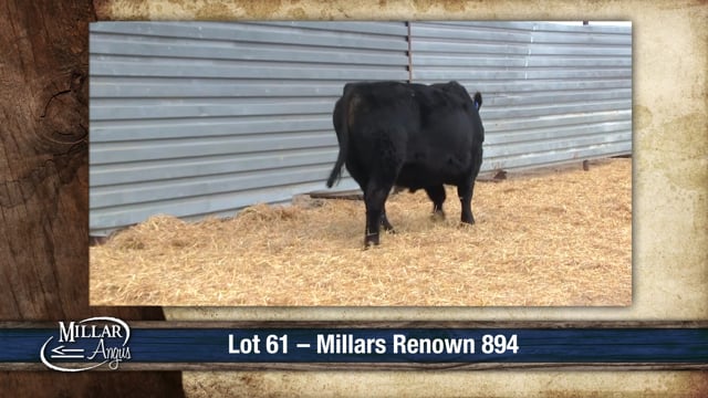 Lot #61 - MILLARS RENOWN 894
