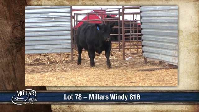 Lot #78 - MILLARS WINDY 816