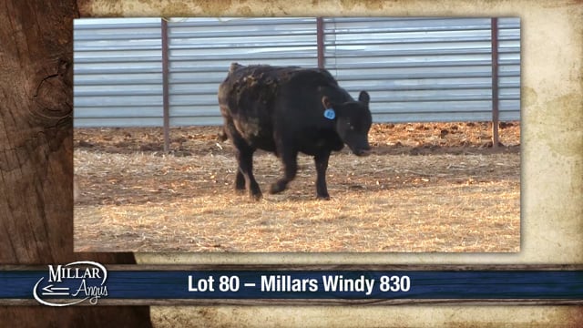 Lot #80 - MILLARS WINDY 830