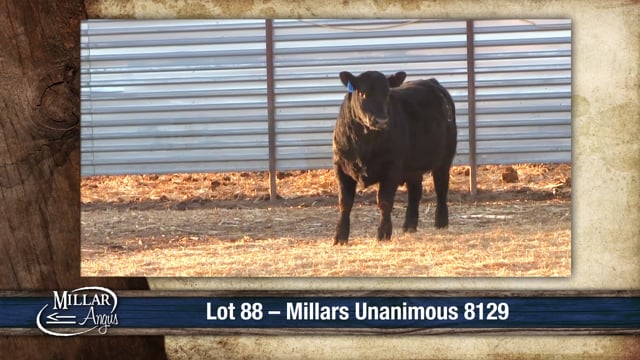 Lot #88 - MILLARS UNANIMOUS 8129