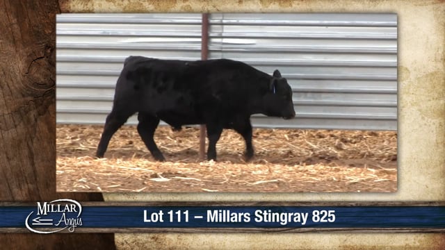 Lot #111 - MILLARS STINGRAY 825