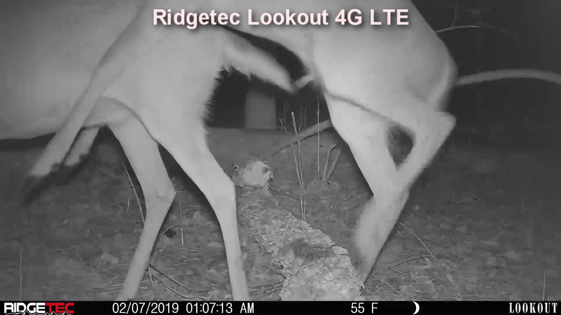 Ridgetec Lookout - Deer Sex