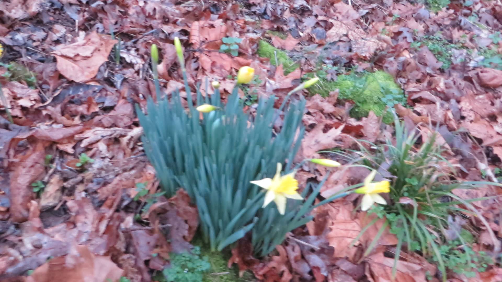 The Daffodils Blooming to Early, 02/07/2019, Bon Aqua, Tennessee on Vimeo