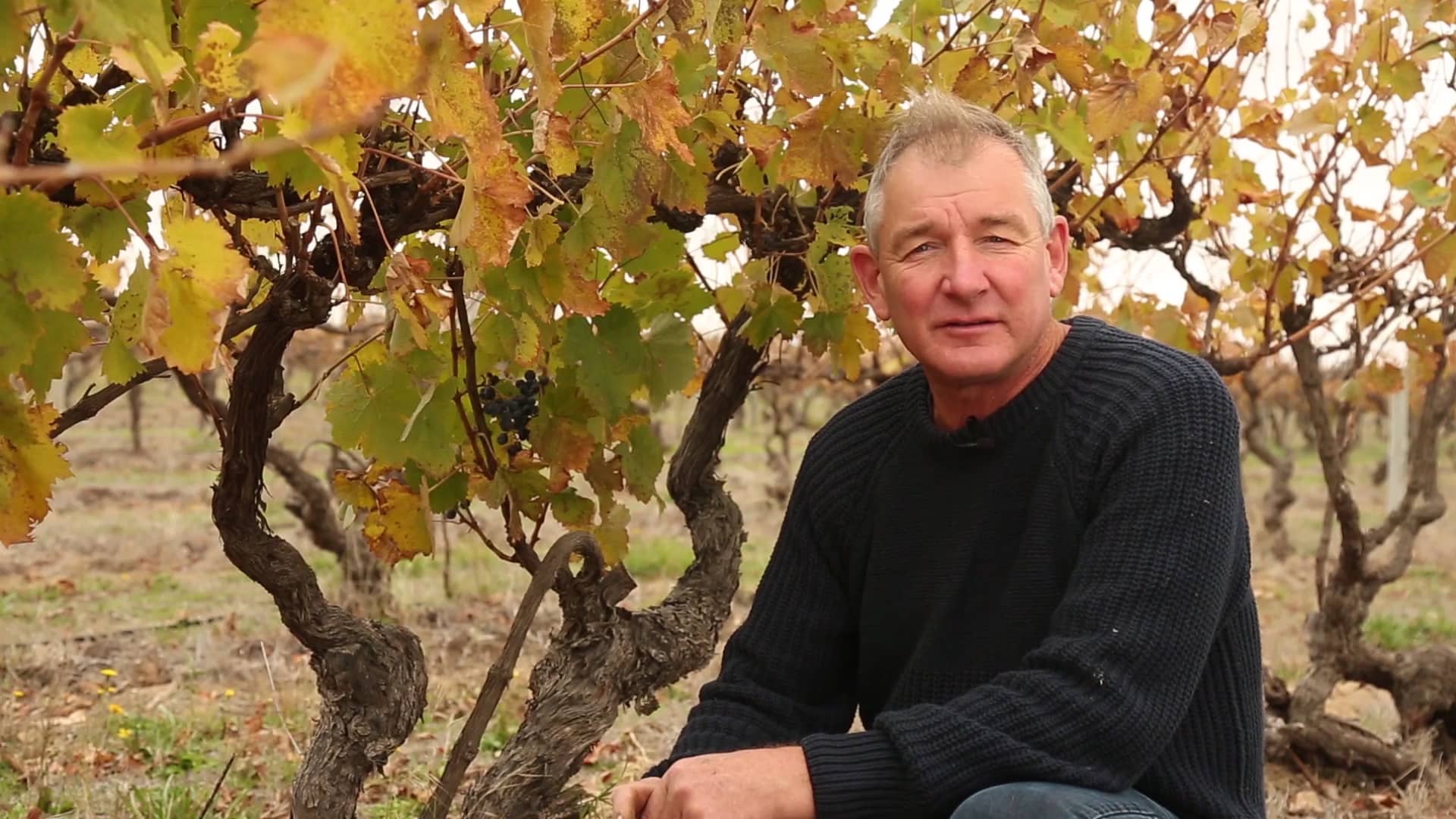 Wayne Reworking Eutypa affected Cabernet Sauvignon 0802 on Vimeo