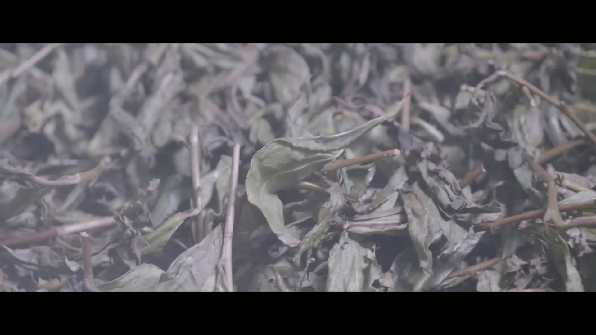 Chinese Tea Company Advertisement