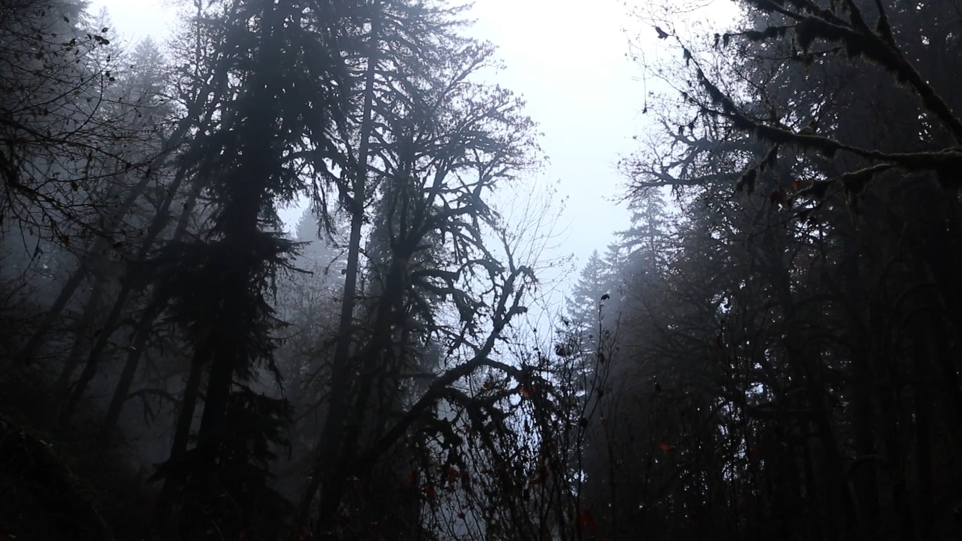 Travel PNW | Silver Falls, OR