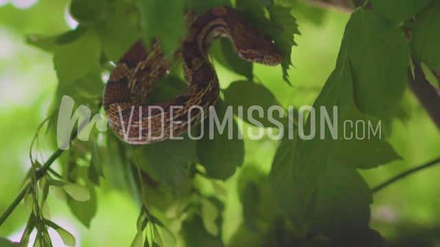 Slow Motion Snake In Tree 05