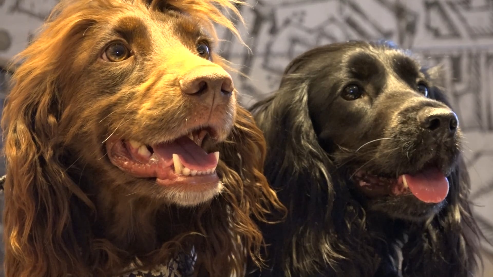 Beattie PR Dog Party