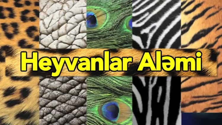 animal skin patterns with names