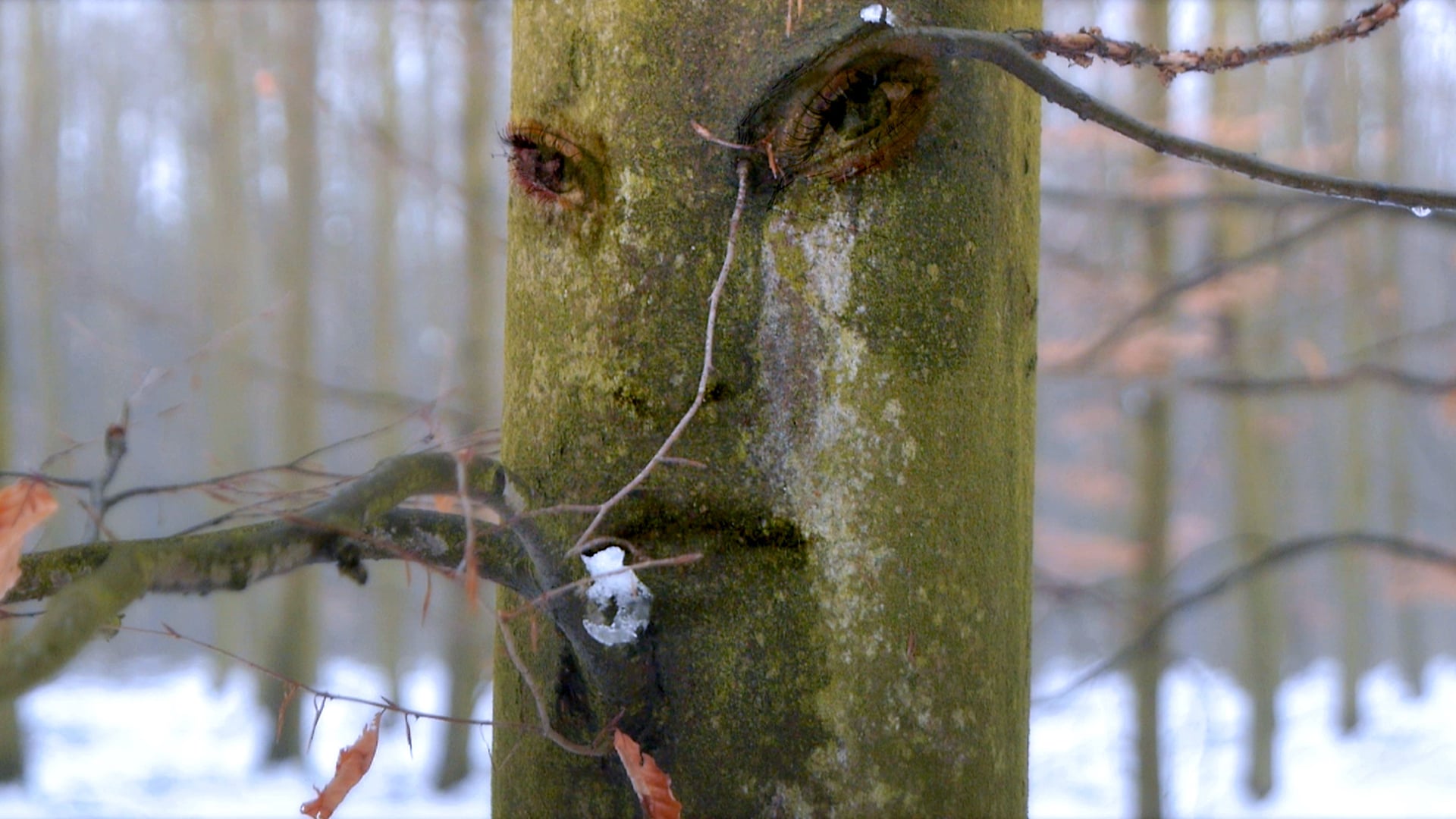 'Forest Dwellers' - film excerpt 'Milkmaid'