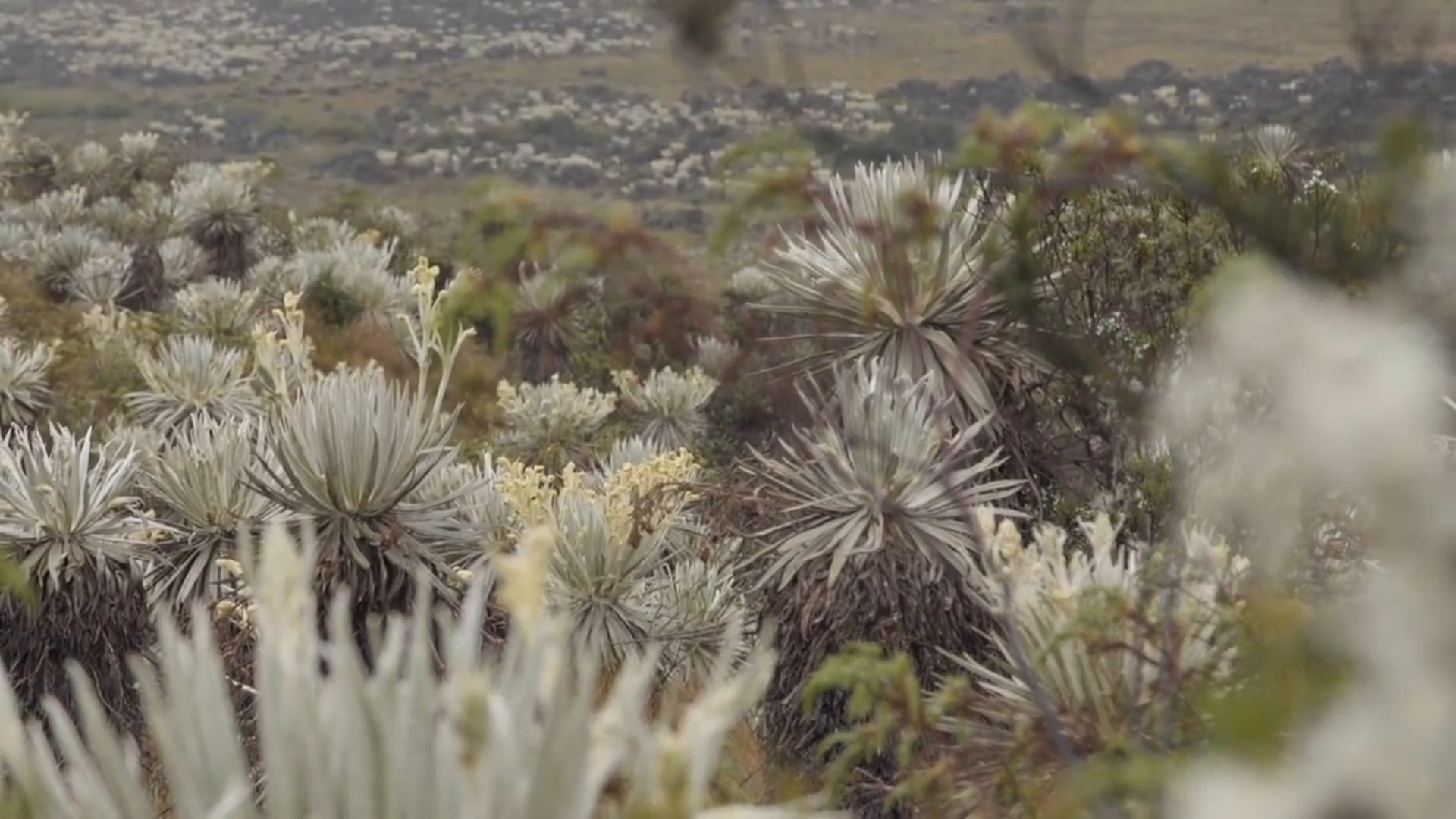 Camino de agua- Tras la huella del cambio climático