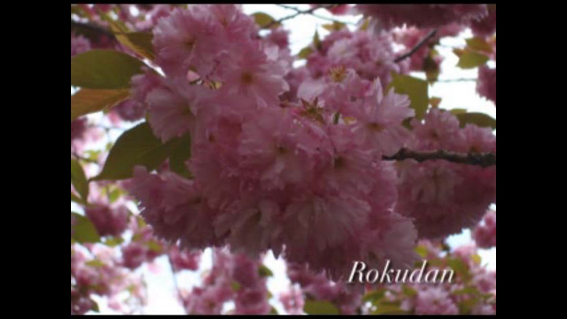 Rokudan no shirabe