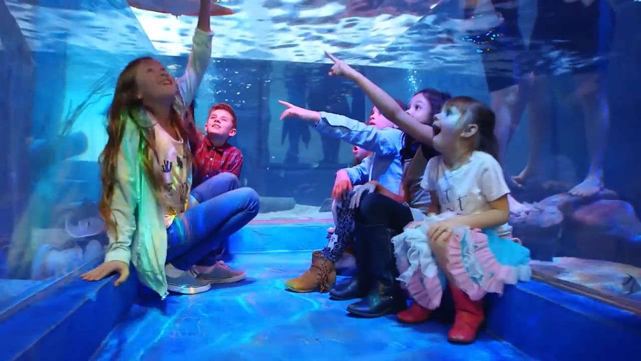 SeaQuest Folsom Interactive Aquarium on Vimeo