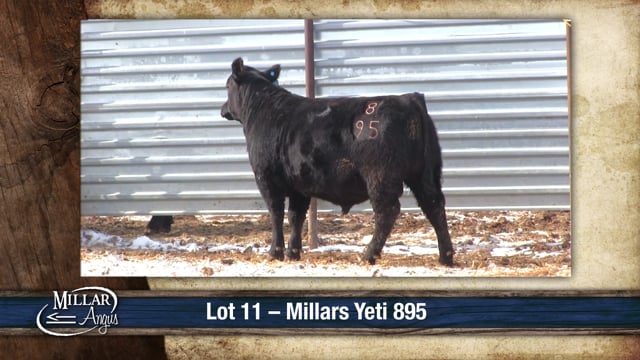 Lot #11 - MILLARS YETI 895