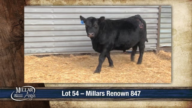 Lot #54 - MILLARS RENOWN 847