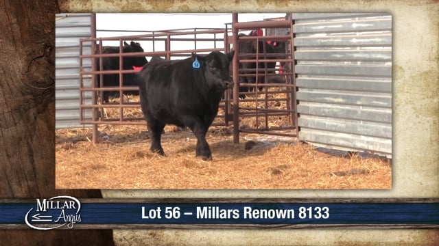Lot #56 - MILLARS RENOWN 8133