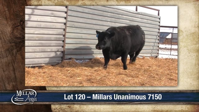 Lot #120 - MILLARS UNANIMOUS 7150