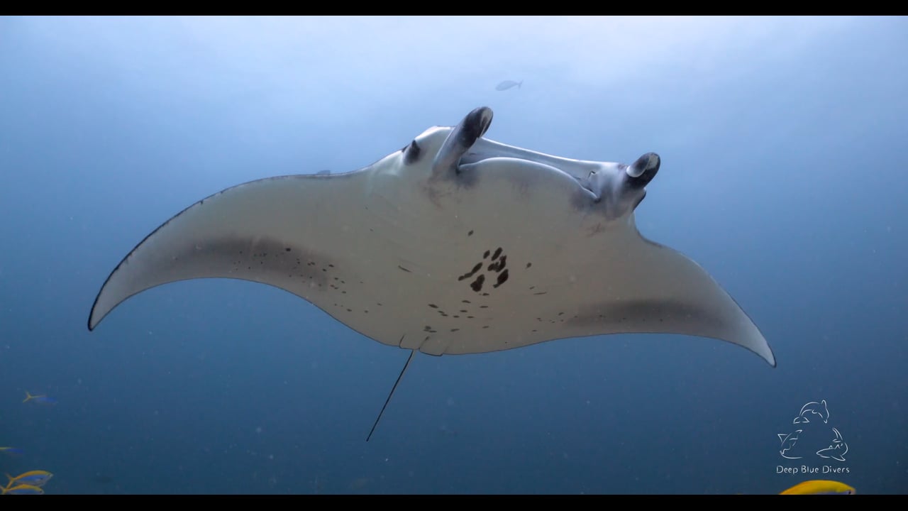 Deep Blue Divers | Highlights of 2018