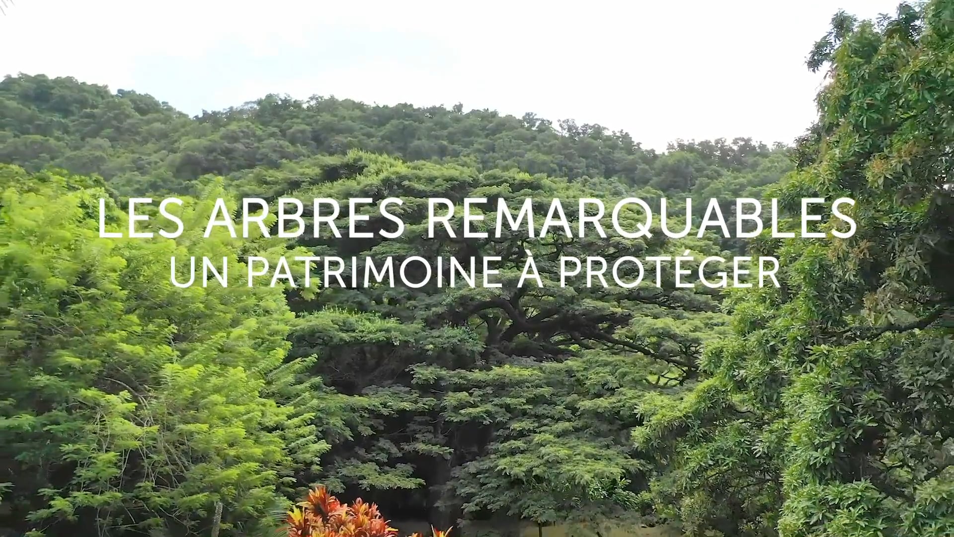 BA Les Arbres Remarquables, un patrimoine à protéger