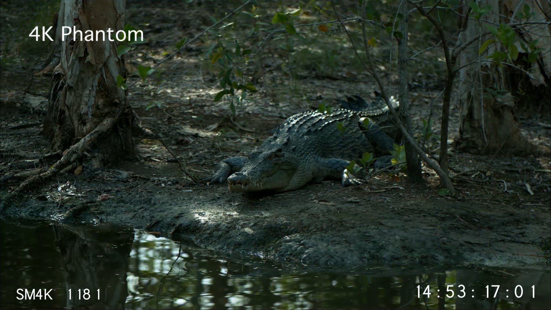 4K Crocodiles - Crocodile On Nest 500 Slow Motion 1000 Frames Per ...