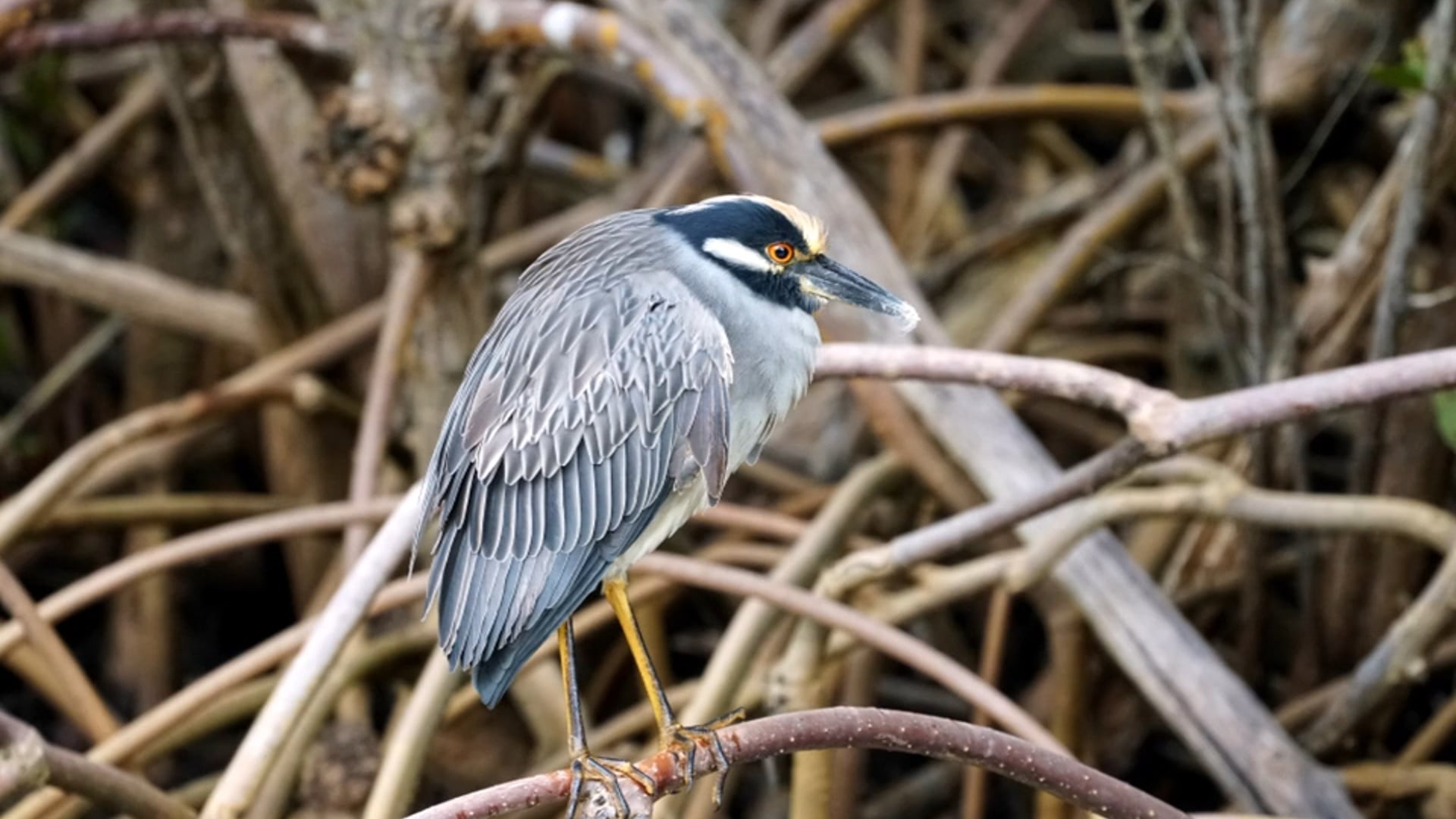 The Birds of Sanibel