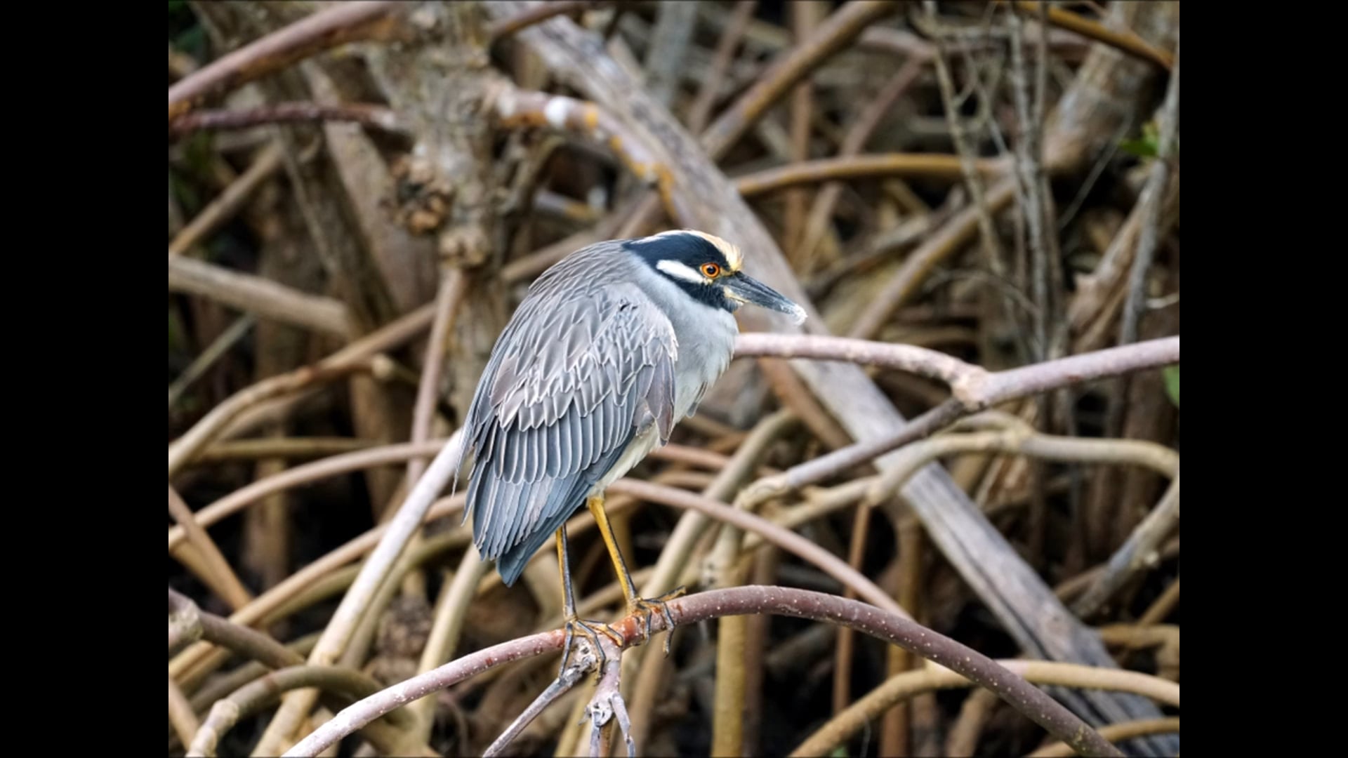 The Birds of Sanibel