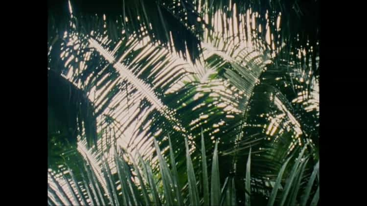 in the jungle song on Vimeo