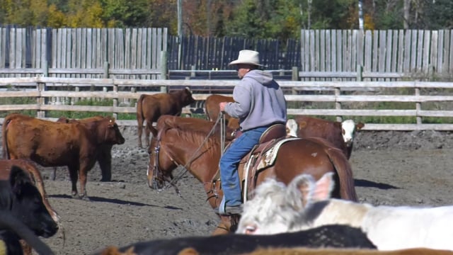 How a Feedlot Works
