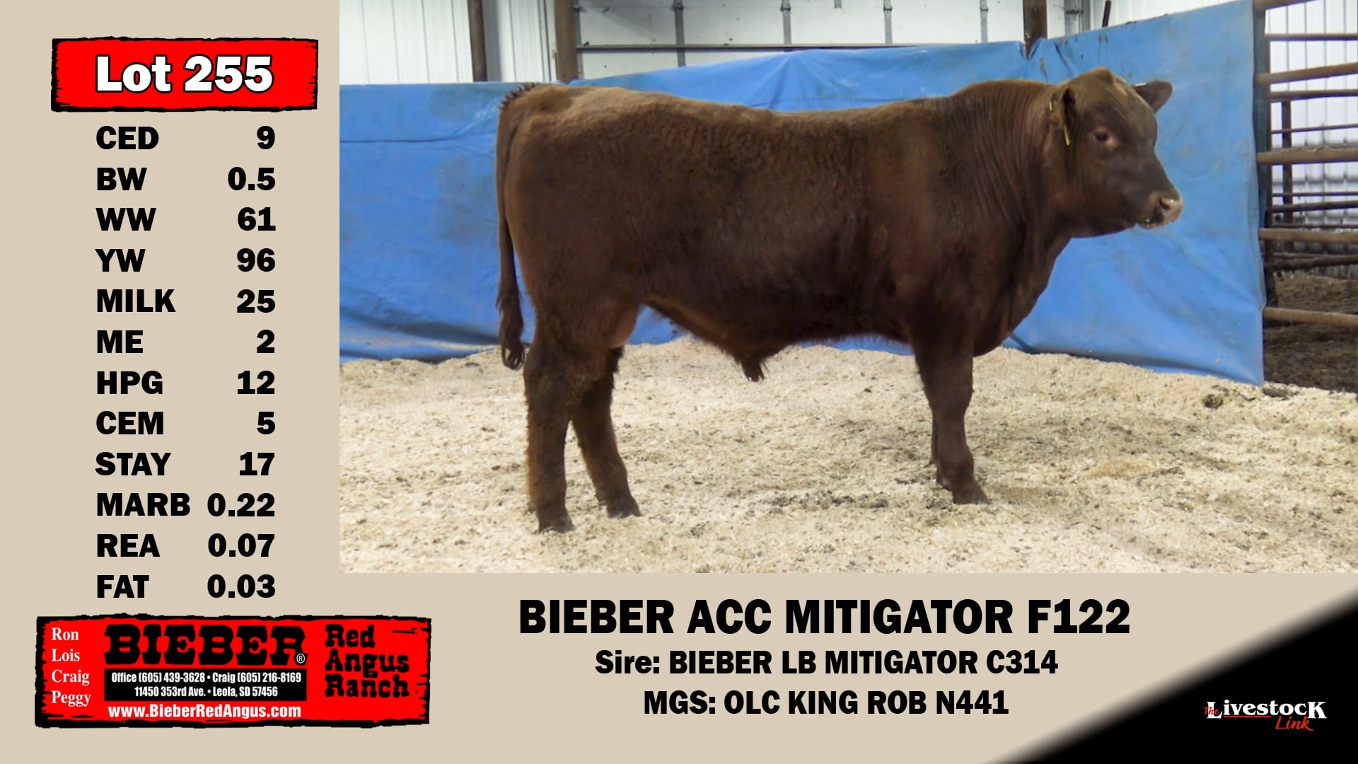 Bieber Red Angus Ranch Lot 255 on Vimeo