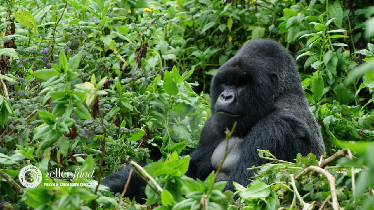 Still image from 'The Ellen DeGeneres Campus of the Dian Fossey Gorilla Fund' video.