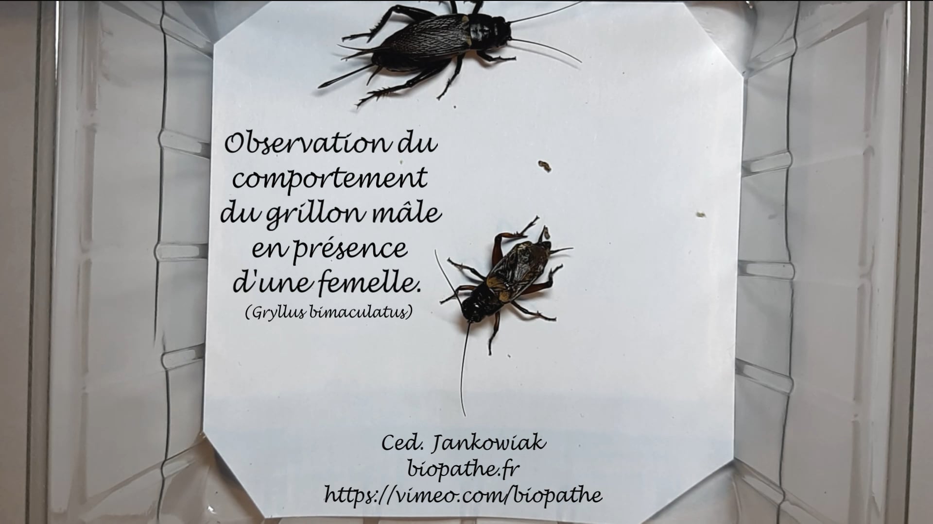 Comportement du grillon mâle face à une femelle (Gryllus bimaculatus) on Vimeo