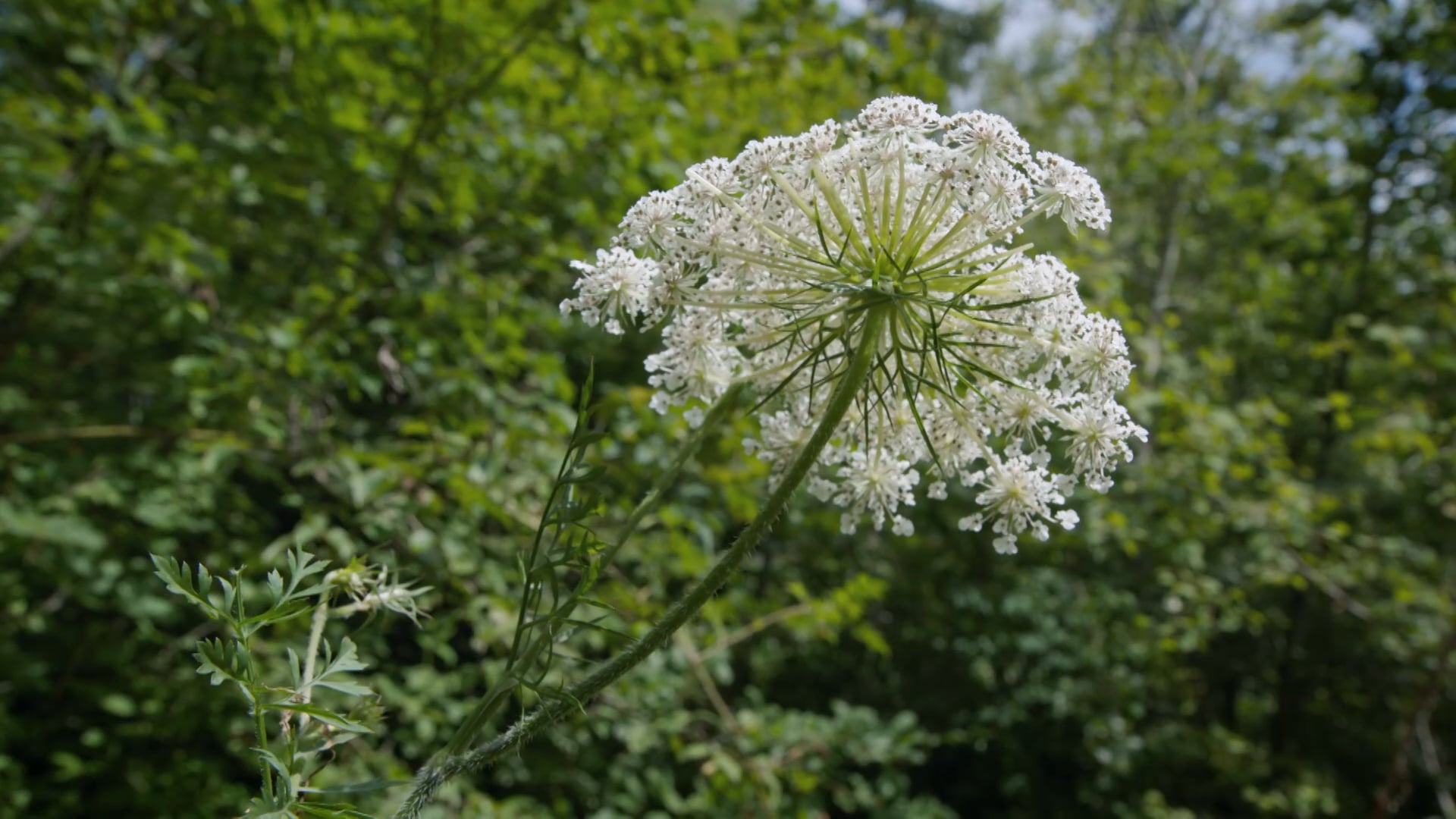 Les Fleurs 06 EP5 - Panier FTR VF