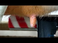 Experiencia con el Astronaut A5 en la ganadería Lebón