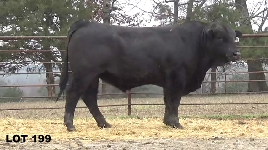 Seedstock Plus Arkansas Bull & Female Sale LOT 199 on Vimeo