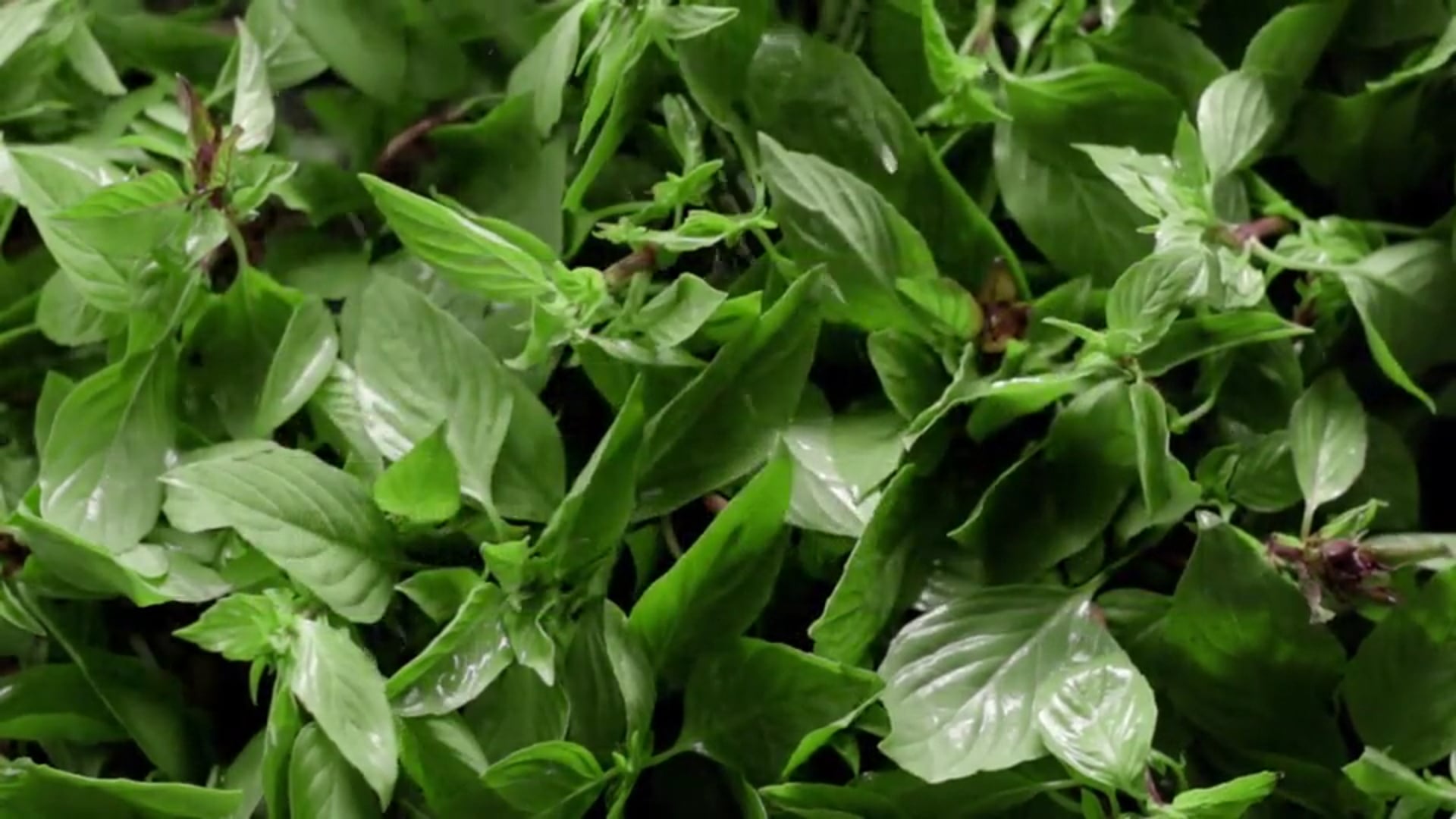 Merito : The Merit Of Organic
