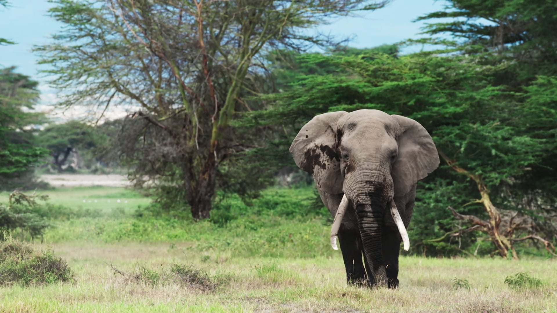 Digital Film Colourist | WildAid - Amboseli Eles - Created by Hogarth Worldwide for Grey London