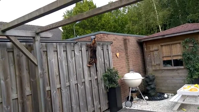 The oscillot cat fence cheap