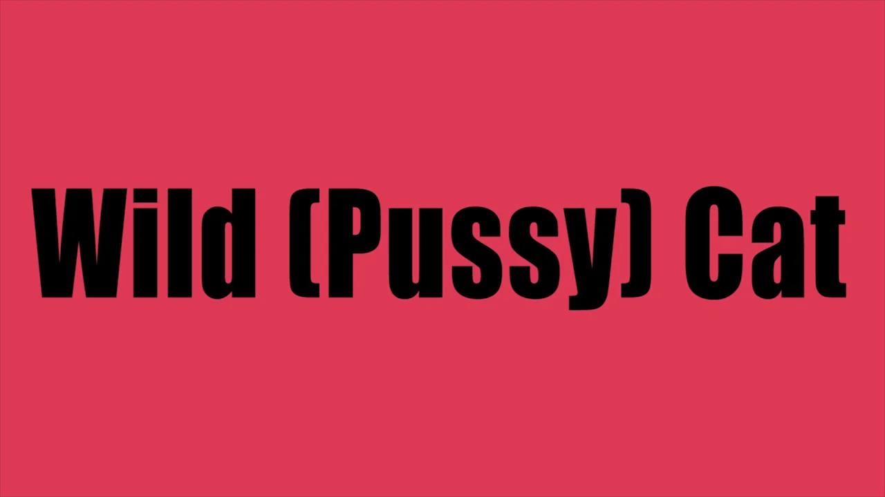 Wild Pussy Cat Trailer On Vimeo