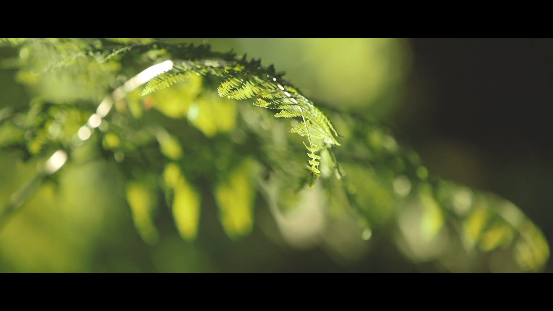 Showreel