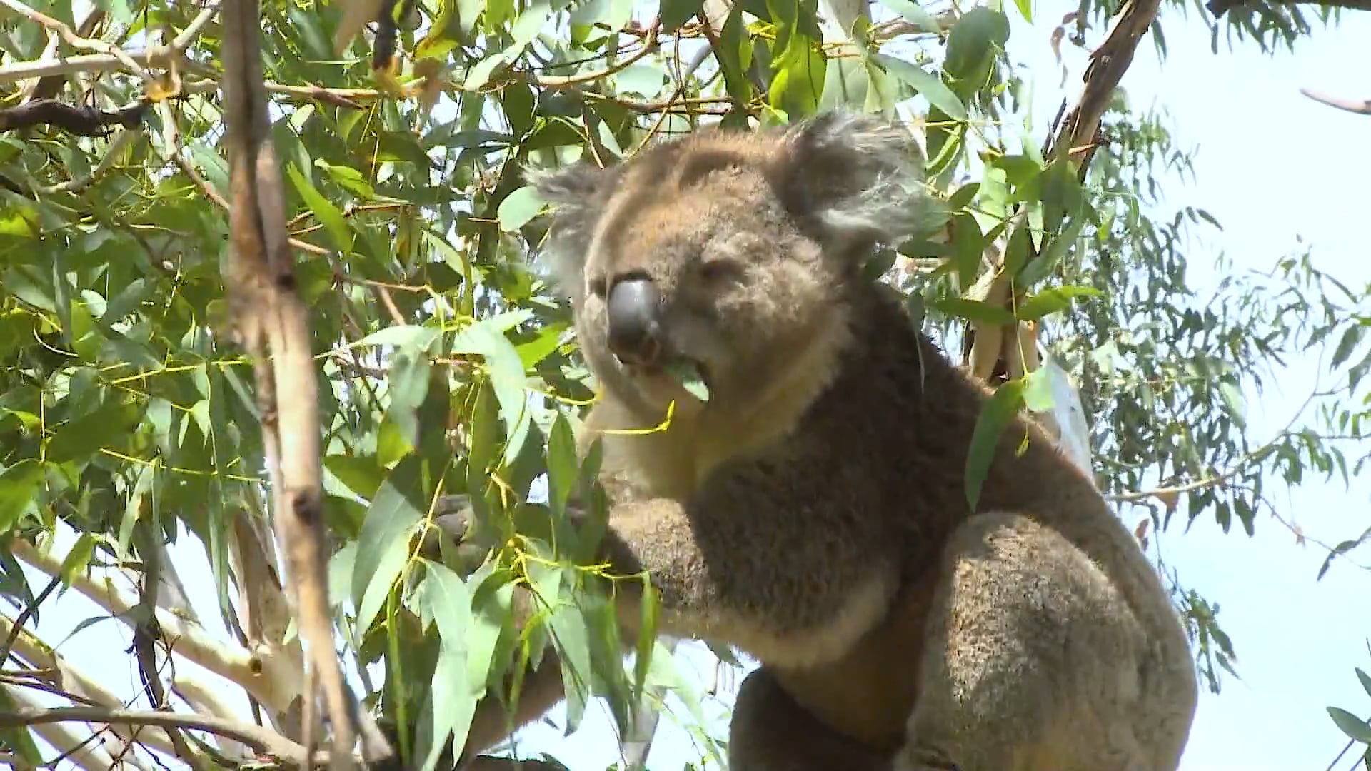 Koala Cure