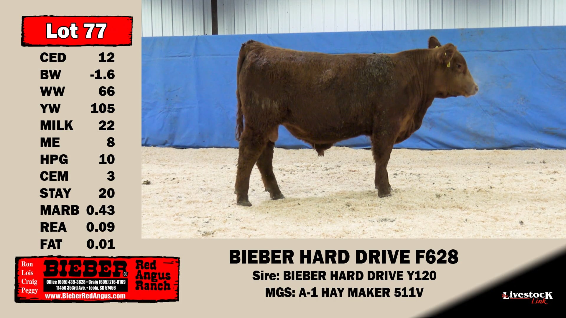 Bieber Red Angus Lot 77 on Vimeo