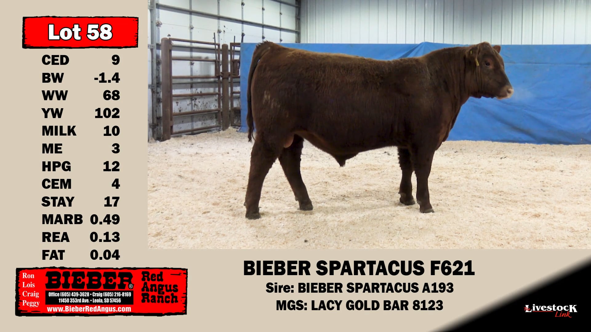 Bieber Red Angus Lot 58 on Vimeo