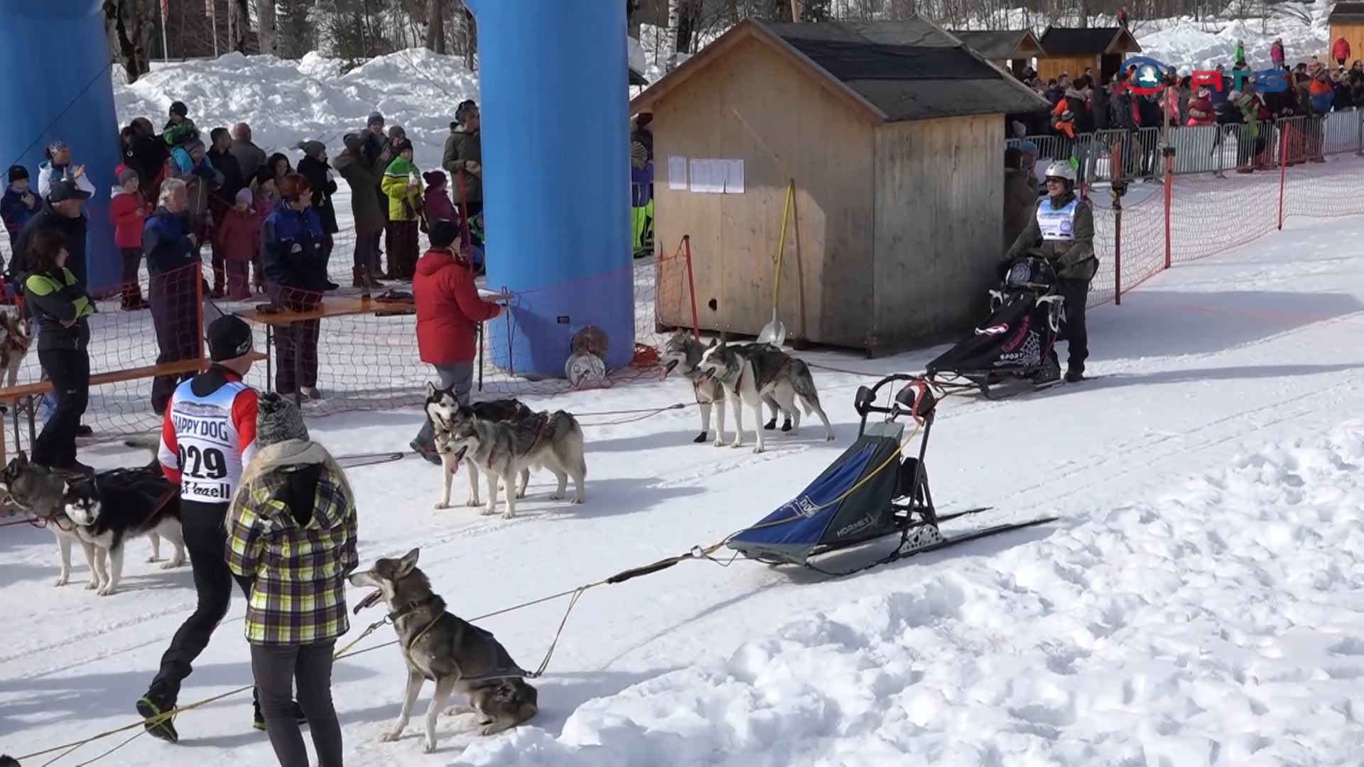 300-schlittenhunde-aus-neun-laendern-beim-traditionellen-hundeschlittenrennen-in-werfenweng