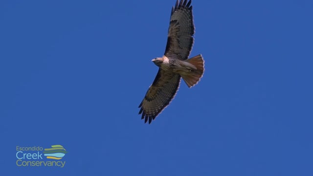 The Escondido Creek Conservancy - Customer Success Story
