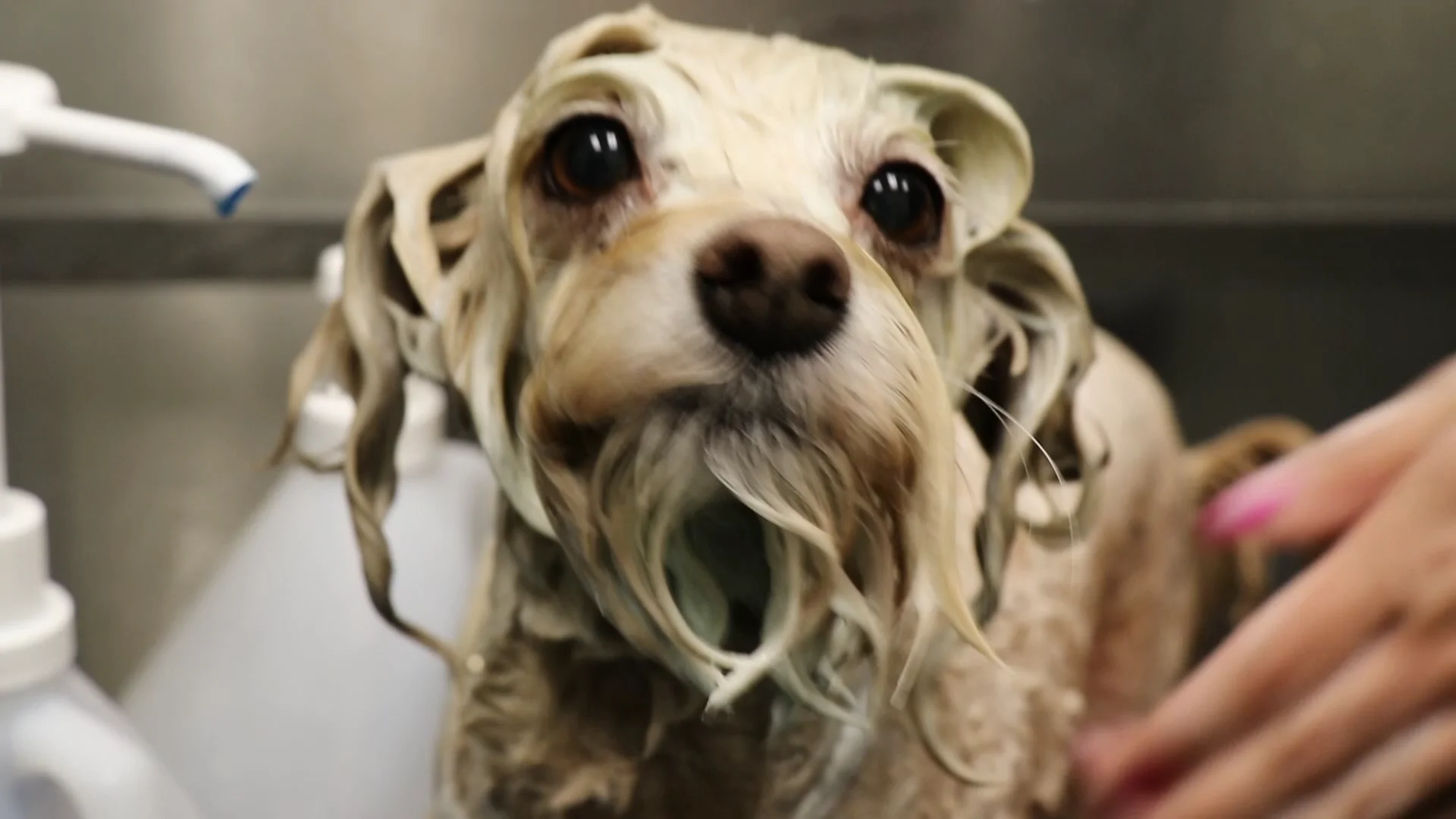 Dog Grooming Ok Google Pet Shop Near Me Pet Grooming Services