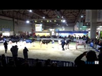 Vaca gran campeona GandAgro 2019
